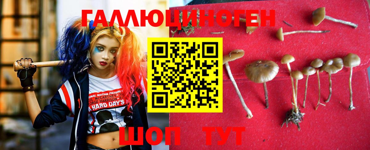 Елабуга  Галлюциногенные грибы Cubensis  Вход с VPN 